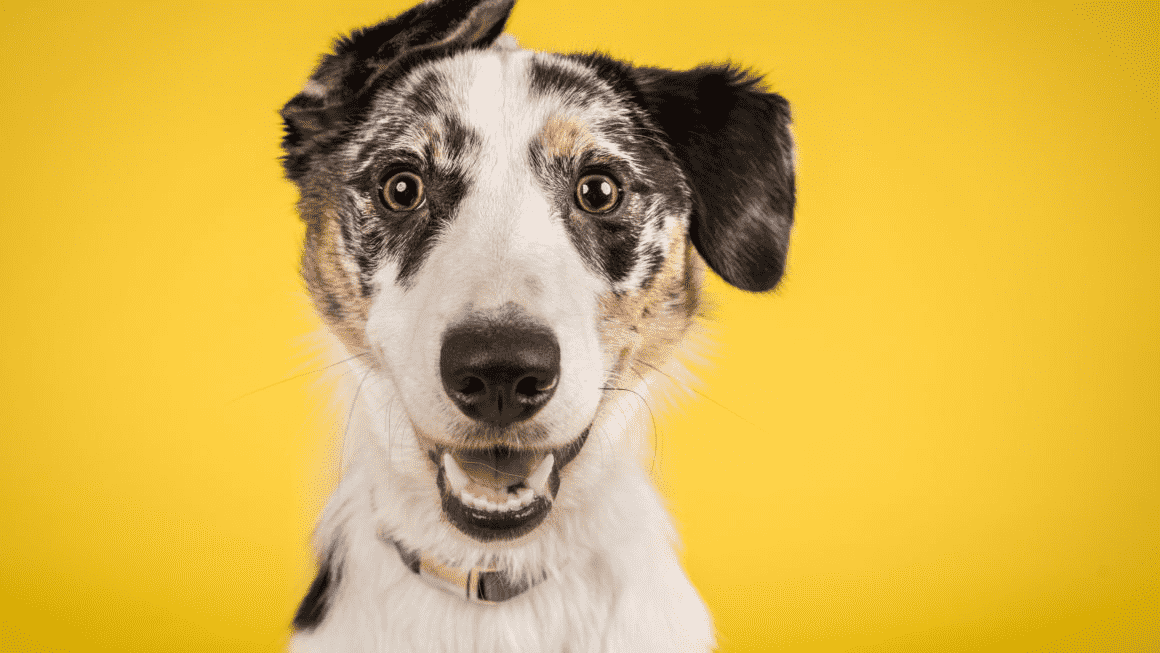 Happy dog